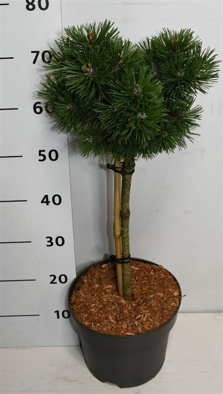 Pinus mugo 'Mops' - 40 CM Stem C7.5
